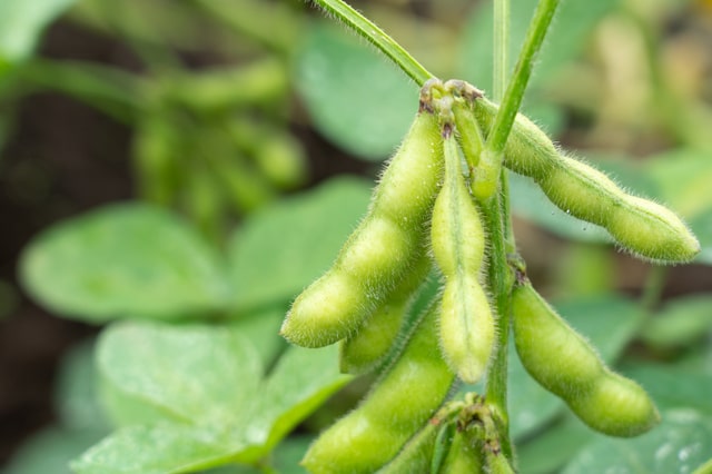 枝豆の品種は何種類？珍しい品種は？産地や種類をわかりやすく解説します